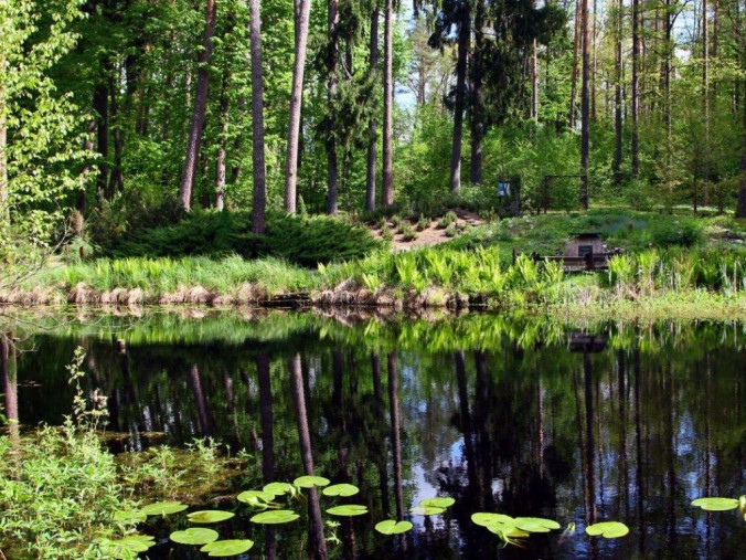 Leśne Arboretum w Kudypach